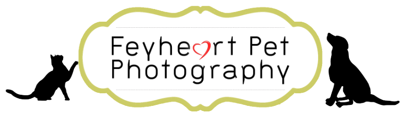 Feyheart Pet Photography