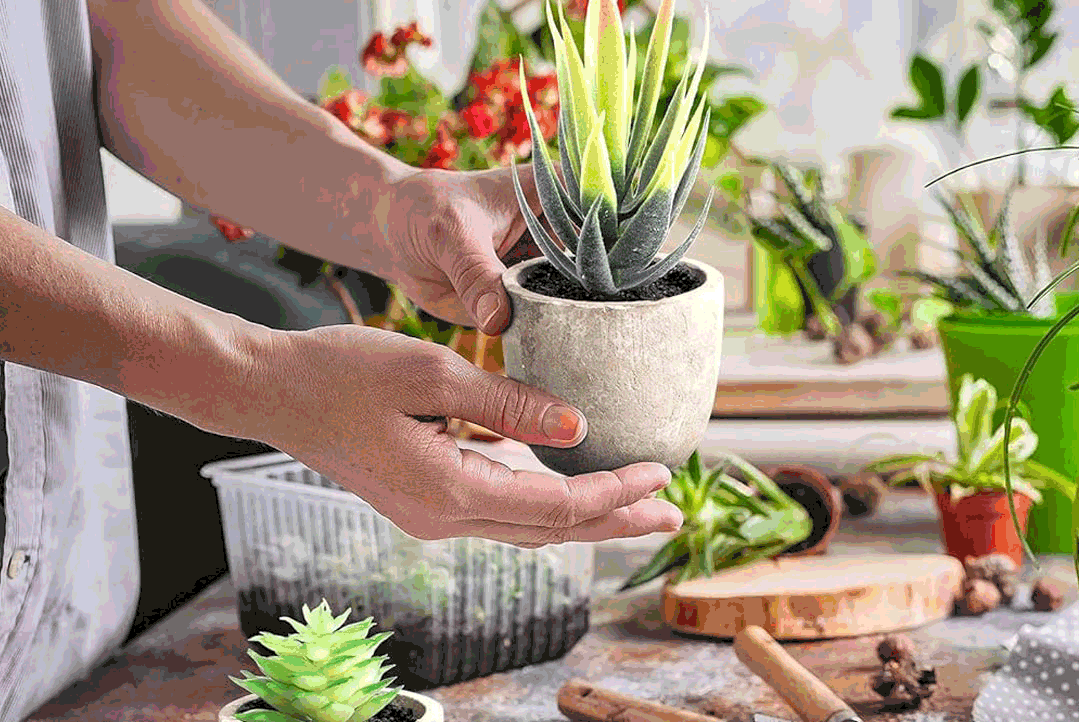 Make & Take Succulent Plantings